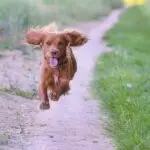 Cocker spaniel running towards camera
