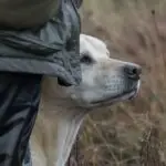 Yellow labrador gundog standing next to wner in crop field