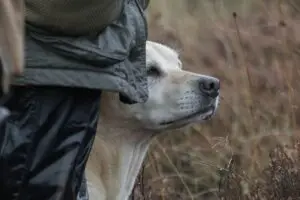 Yellow labrador gundog standing next to wner in crop field
