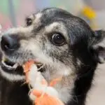 Dog growling resource guarding toy