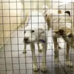 Dog DNA Profiling can reduce theft of dogs