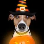 Jack Russell holding pumpkin bucket wearing witches hat