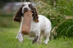 An image of a spaniel showing reluctant gundog retrieving behaviuors