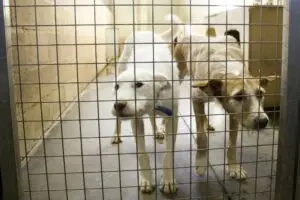 Dog DNA Profiling can reduce theft of dogs