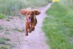 Cocker spaniel running towards camera